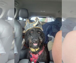 Chesa-Poo Dogs for adoption in Springdale, PA, USA