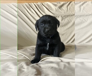 Labsky Puppy for sale in CANFIELD, OH, USA
