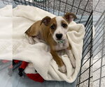 Small #2 Mutt