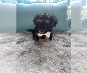 Morkie Puppy for sale in BEECH GROVE, IN, USA