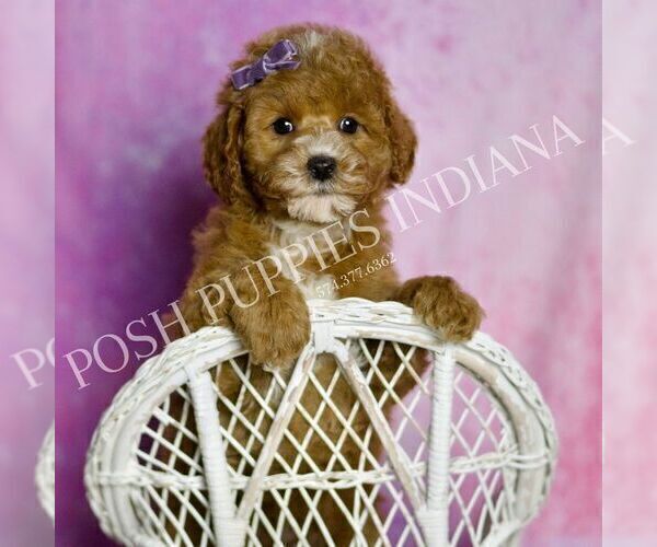 Medium Photo #1 Goldendoodle (Miniature) Puppy For Sale in WARSAW, IN, USA