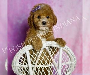 Medium Goldendoodle (Miniature)