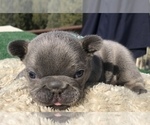 Small Photo #25 French Bulldog Puppy For Sale in PLACERVILLE, CA, USA
