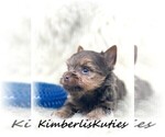 Small Photo #5 Yorkshire Terrier Puppy For Sale in LIPAN, TX, USA