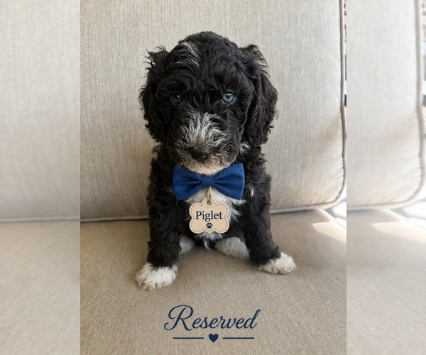 Medium Photo #1 Bernedoodle (Miniature) Puppy For Sale in LUBBOCK, TX, USA