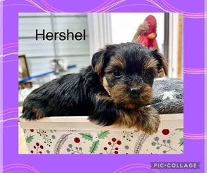 -Yorkshire Terrier Mix Puppy for sale in BENNINGTON, IN, USA
