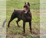 Small Doberman Pinscher