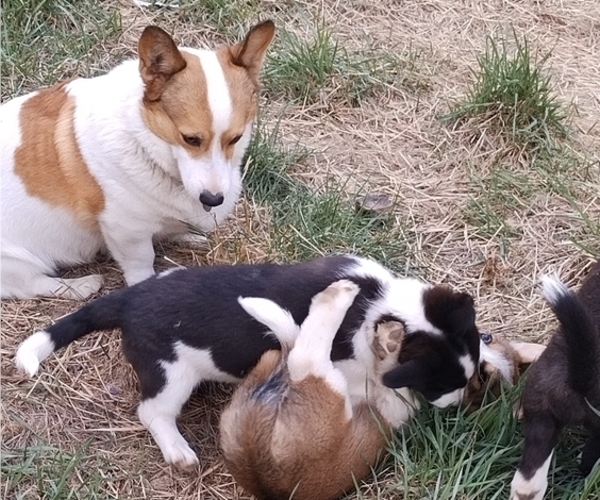 Medium Photo #22 Border Collie-Pembroke Welsh Corgi Mix Puppy For Sale in CHILOQUIN, OR, USA