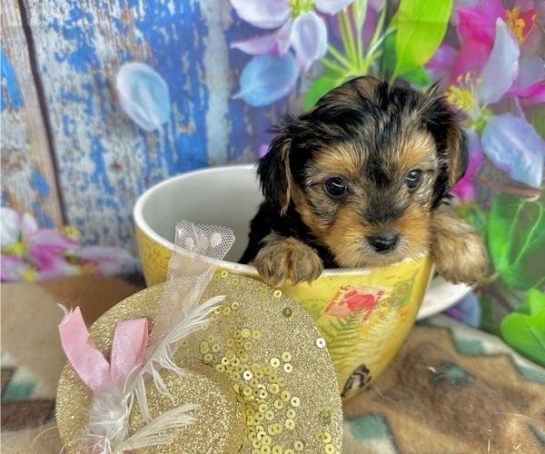 Medium Photo #6 Morkie Puppy For Sale in CASSVILLE, MO, USA