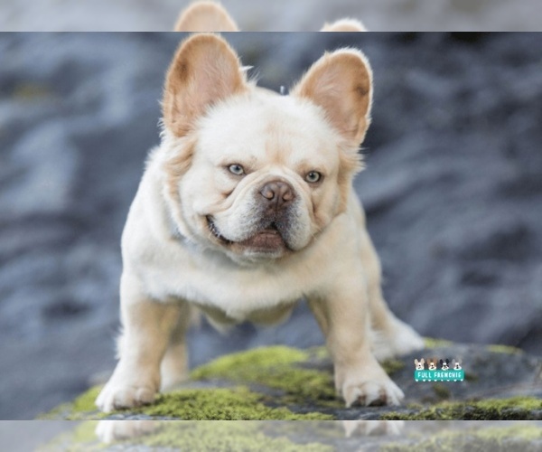 Medium Photo #1 French Bulldog Puppy For Sale in FENTON, MO, USA