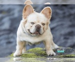 Small Photo #1 French Bulldog Puppy For Sale in FENTON, MO, USA