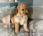 Small Photo #2 Goldendoodle Puppy For Sale in PENSACOLA, FL, USA