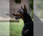 Small #17 Doberman Pinscher