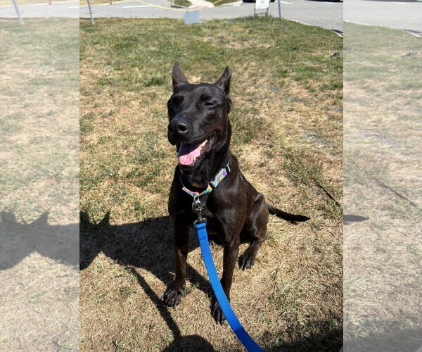 Medium Photo #2 Mutt Puppy For Sale in Bridgewater, NJ, USA