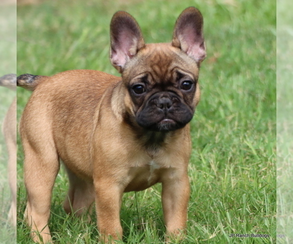 Medium Photo #23 French Bulldog Puppy For Sale in WINNSBORO, TX, USA
