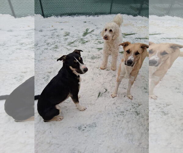 Medium Photo #3 Siberian Husky-Unknown Mix Puppy For Sale in Rockaway, NJ, USA