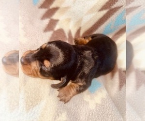 Dachshund Puppy for sale in LAWRENCEBURG, TN, USA