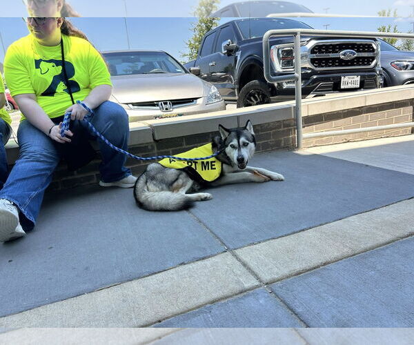 Medium Photo #1 Siberian Husky-Unknown Mix Puppy For Sale in Rowlett, TX, USA