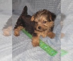 Small Photo #211 Yorkshire Terrier Puppy For Sale in AKRON, OH, USA