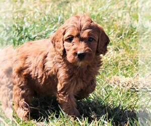 Goldendoodle-Poodle (Miniature) Mix Puppy for sale in EPHRATA, PA, USA