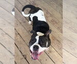 Small #3 American Pit Bull Terrier Mix