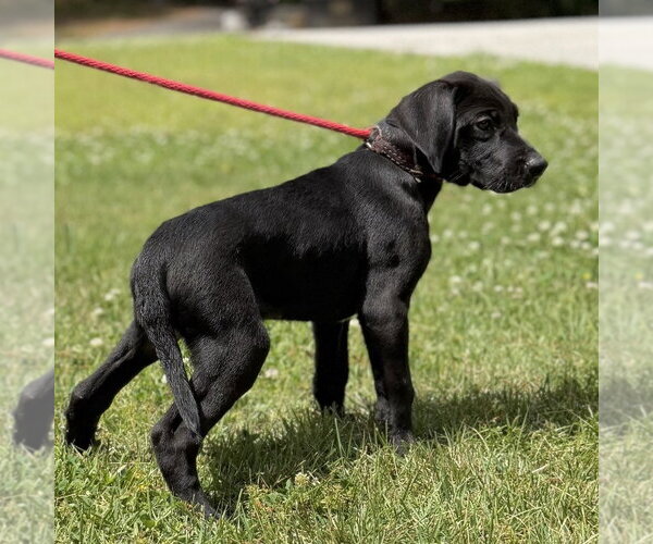 Medium Photo #3 Labrador Retriever Puppy For Sale in Yardley, PA, USA