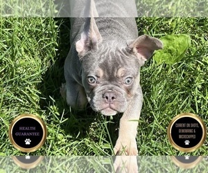 French Bulldog Puppy for sale in WARSAW, IN, USA