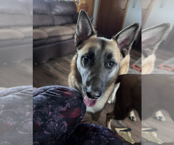 Medium Photo #16 German Shepherd Dog-Unknown Mix Puppy For Sale in Sebec, ME, USA