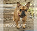 Small Photo #1 French Bulldog Puppy For Sale in ROCK ISLAND, TN, USA