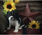 Small Photo #10 Cavalier King Charles Spaniel Puppy For Sale in CLARE, MI, USA