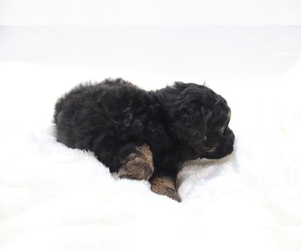 Medium Photo #23 Cockapoo Puppy For Sale in RIPLEY, TN, USA