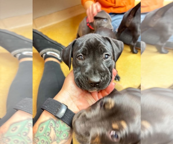 Medium Photo #2 Mutt Puppy For Sale in Shillington, PA, USA