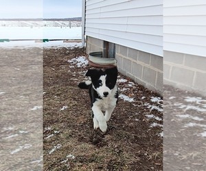 Border Collie Puppy for sale in NORBORNE, MO, USA