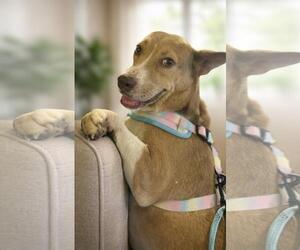 Siberian Husky-Unknown Mix Dogs for adoption in McKinney, TX, USA