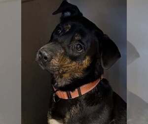 Rottweiler Dogs for adoption in Hillsboro, NH, USA