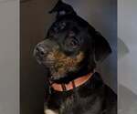 Small Rottweiler