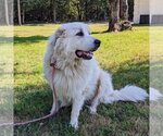 Small Photo #10 Great Pyrenees Puppy For Sale in Garland, TX, USA