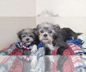 Shih Tzu-Unknown Mix Dogs for adoption in Lexington Park, MD, USA