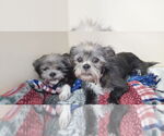 Small Shih Tzu Mix