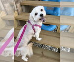 Chiquita - Female Maltese-Unknown Mix Dog for Adoption - Small photo