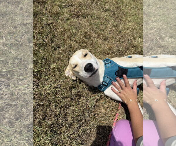 Medium Photo #8 Akita-Siberian Husky Mix Puppy For Sale in Corning, AR, USA