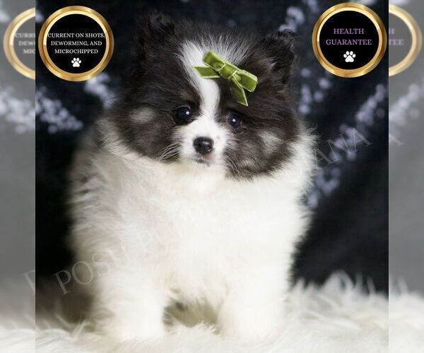 Medium Photo #1 Pomeranian Puppy For Sale in WARSAW, IN, USA