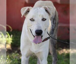 Shepradors Dogs for adoption in Modesto, CA, USA