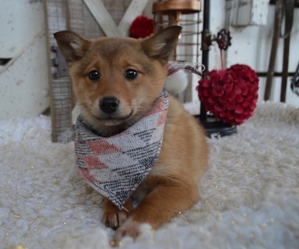 Medium Photo #2 Border Collie-Shiba Inu Mix Puppy For Sale in HONEY BROOK, PA, USA