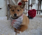 Small Photo #2 Border Collie-Shiba Inu Mix Puppy For Sale in HONEY BROOK, PA, USA