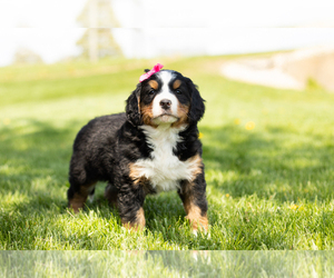 Bernese Mountain Dog Puppy for sale in TOPEKA, IN, USA