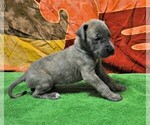Small Photo #12 Great Dane Puppy For Sale in BANGOR, WI, USA