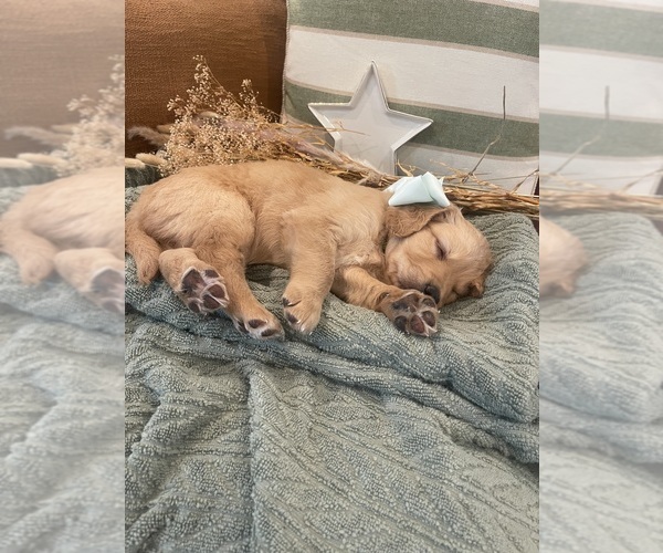 Medium Photo #3 Golden Mountain Doodle  Puppy For Sale in CHOUDRANT, LA, USA
