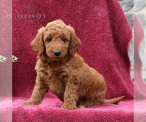 Goldendoodle (Miniature) Puppy for sale in EPHRATA, PA, USA