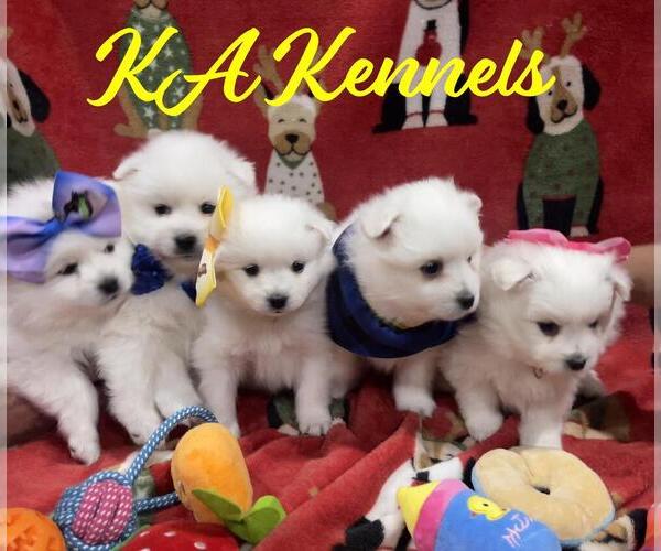 Medium Photo #1 Miniature American Eskimo Puppy For Sale in WEST JORDAN, UT, USA